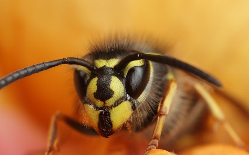 użądlenie osy domowe sposoby