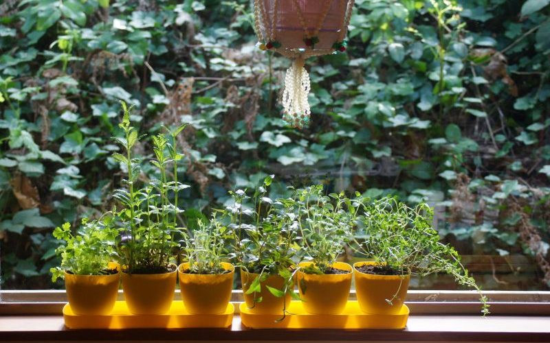 ziołowe odświeżenie domowe sposoby