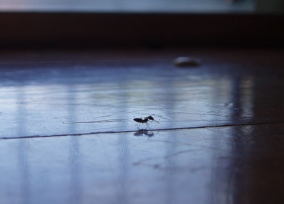 domowe sposoby na mrówki