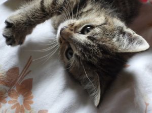 Kotek - jak pozbyć się sierści - domowe-sposoby.pl