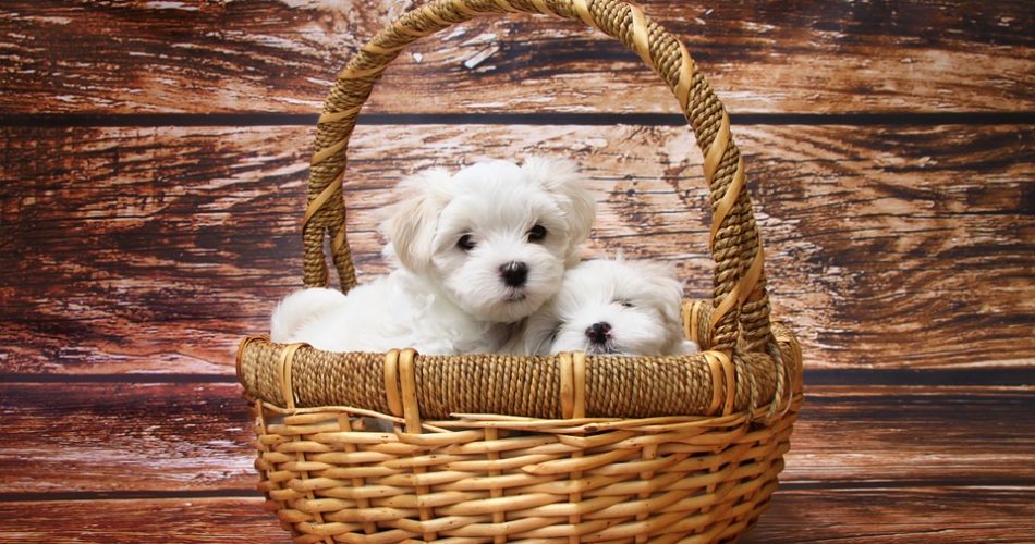 Maltańczyki - jak pozbyć się sierści - domowe-sposoby.pl