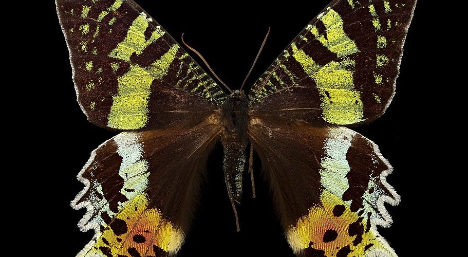 Domowe sposoby na mole ubraniowe - domowe-sposoby.pl