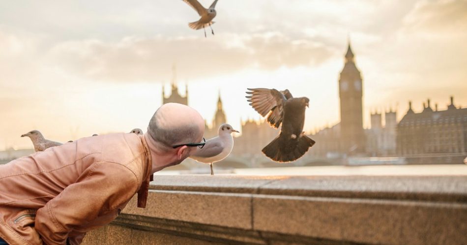 Gołębie na balkonie - domowe-sposoby.pl